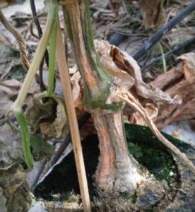 Stem rot infection on cucumber grown in an artificial substrate.