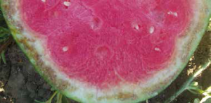 Rind necrosis on a triploid watermelon. (Courtesy of Brenda Lanini)