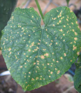 Leaf symptoms on cucumber. Note the angular appearance lesions, which may closely resemble other cucumber foliar diseases.
