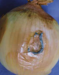 Lesion development on the side of a bulb.