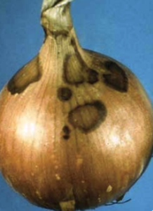 Brown stain on the neck and outer bulb scales.