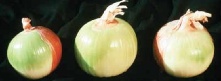 Green outer bulb scales.