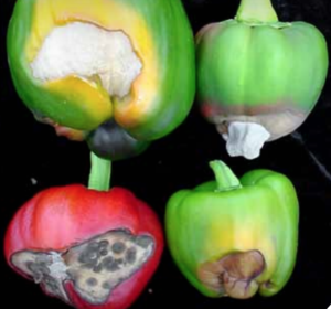 Colonization of sunscald (left) and blossom-end rot (right) lesions by saprophytic fungi.