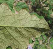 Russeting caused by mites on eggplant