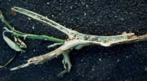 Sclerotia within a stem.