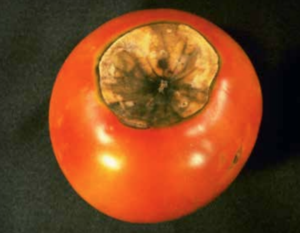 Sunken, necrotic lesions at blossom-end of fruit. Note colonization of necrotic tissue by a saprophytic fungus. (Courtesy of William M. Brown Jr., Bugwood.org)