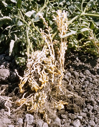 Broomrape growing on roots.