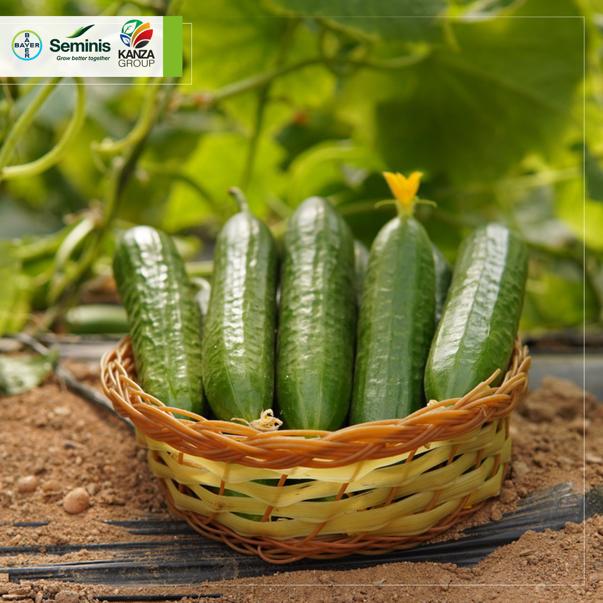 يوم حقلي مُميز لصنف خيار شهير