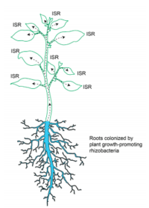 Figure 1. Systemic acquired resistance (SAR) involves the systemic translocation of chemicals that prime or trigger defense mechanisms in the plant.