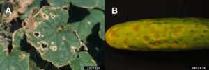 Figure 1. Foliar (A) and fruit (B) symptoms of cucumber anthracnose. Gerald Holmes, California Polytechnic State University at San Luis Obispo; Jason Brock, University of Georgia, Bugwood.org.