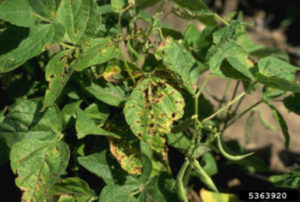 Figure 1. Foliar symptoms of bacterial brown spot. Howard F. Schwartz, Colorado State University, Bugwood.org.