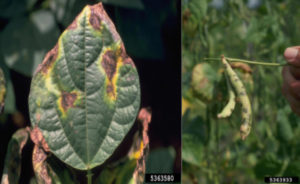 Figure 2. Symptoms of common blight on leaves and pods. Howard F. Schwartz, Colorado State University, Bugwood.org.