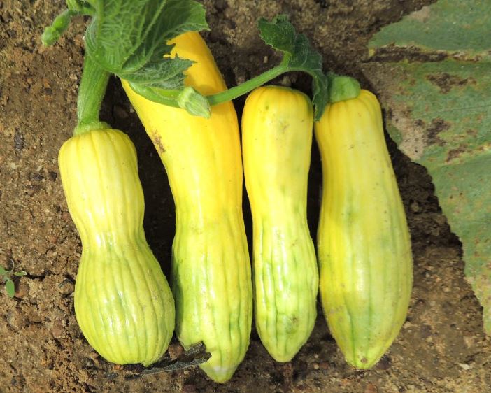Figure 2. Distortion and green streaking on yellow squash fruit infected with CuLCrV.