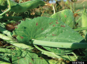 Figure 2. Ascochyta blight lesions on pea leaves. Mary Burrows, Montana State University, Bugwood.org