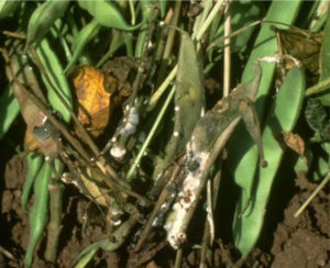 Figure 2. White, cottony mold growth and the black sclerotia of the white mold fungus on pods and stems of infected bean plants. University of Illinois Extension.
