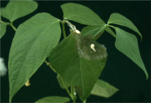 Figure 3. The white mold fungus uses the nutrients in fallen flower petals as a food source to support the infection of healthy plant tissues. University of Illinois Extension.