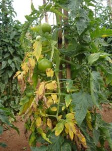 Figure 1. One-sided yellowing of leaves on a tomato plant infected with Fusarium wilt.
