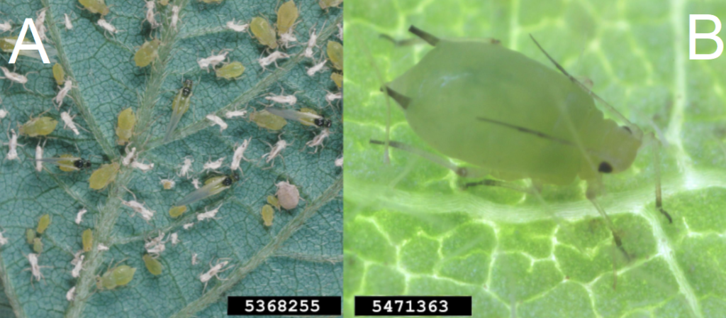Figure 1. Soybean aphids, (A) winged and non-winged forms, (B) close up. Merle Shepard, Gerald R. Carner, and P.A.C Ooi, Insects and their Natural Enemies Associated with Vegetables and Soybean in Southeast Asia; Adam Sisson, Iowa State University, Bugwood.org.