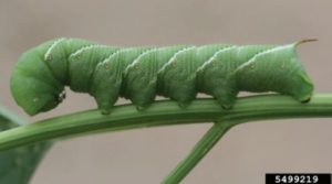 Figure 2. A tobacco hornworm larva. Whitney Cranshaw, Colorado State University, Bugwood.org.