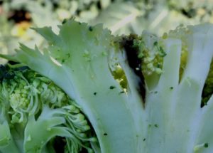 Figure 3. Internal symptoms of Alternaria head rot.