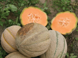 Figure 2. An eastern or “muskmelon” variety of melon with sutures.
