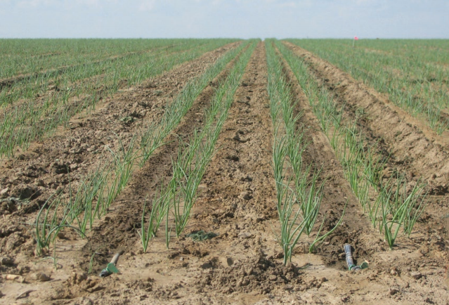 Figure 1. Onions planted in two double-rows per bed. Lindsey du Toit, Washington State University