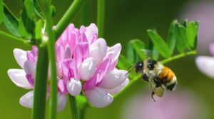 Figure 1. Wild and native bees can contribute to crop pollination. Courtesy D. Eastburn,University of Illinois.