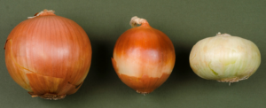 Figure 1. Varieties produce bulbs of different sizes and shapes.