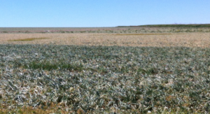 Figure 2. Severe (background) and milder (foreground) symptoms of Iris Yellow Spot virus infection of onion.