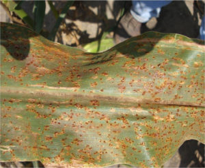Figure 3. Corn Leaf infected by Common Rust shows cinnamon colored blister-like growth.