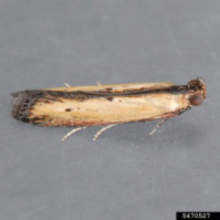 Figure 2. Lesser CornStalk Borer Female Moth. Source: Mark Dreilling, Retired, Bugwood.org.