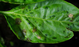 Figure 1. Initial water-soaking symptoms and older necrotic lesions of bacterial spot on pepper.