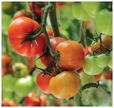 Figure 1. Greenhouse tomatoes allowed to ripen on the vine.