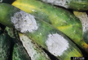 Figure 2. White growth of Phytophthora capsici on cucumber fruit. Gerald Holmes, California Polytechnic State University at San Luis Obispo, Bugwood.org.