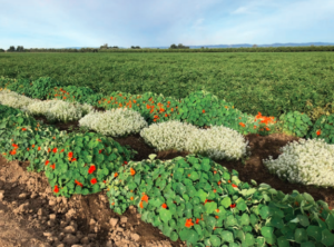 Figure 1. Sweet alyssum and nasturtium can be planted near tomatoes to act as trap crops for thrips and other pests.