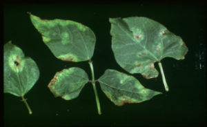 Figure 3. Large, greenish-yellow halos surround the necrotic halo blight spots on infected leaves. University of Illinois Extension.