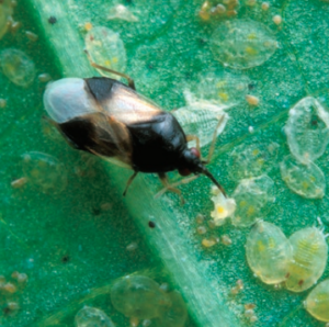 Figure 2. A tiny pirate bug, Orius insidiosus, feeding on whitefly nymphs. Jack Dykinga, USDA-ARS.