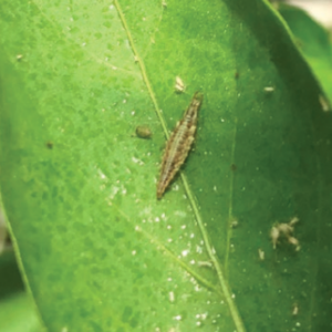 Figure 1. A green lacewing larva.