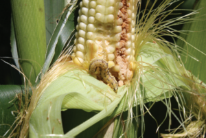Figure 1. Corn earworm larva feeding on kernels and causing ear damage.