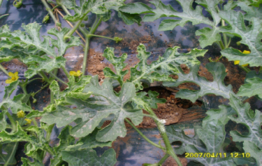 Figure 1. Foliar symptoms of CGMM include mottling/mosaic color patterns and leaf distortion.