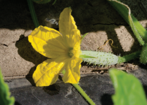 Figure 2. A fully open female cucumber flower. The appearance of female flowers can be used to predict the date of harvest. The first fruit are ready for harvest 8 to 10 days after fully open female flowers first appear.