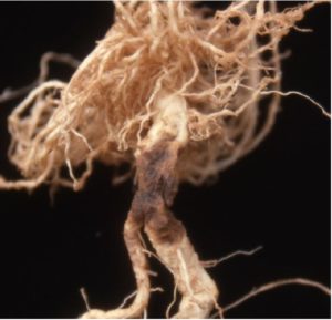 Figure 3. Fusarium foot rot causing a brown lesion on the tap root.