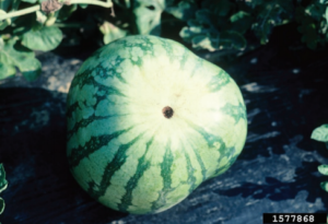 Figure 2. Triangular shaped fruit are indicative of hollow heart. Gerald Holmes, California Polytechnic State University at San Luis Obispo, Bugwood.org.