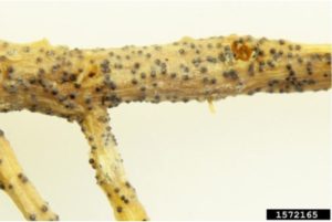 Figure 2. Fruiting structures of Monosporascus on roots. Gerald Holmes, California Polytechnic State University at San Luis Obispo, Bugwood.org