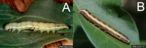 Figure 1. Larval stages of (A) the beet armyworm and (B) the yellowstriped armyworm. (A) Frank Peairs, Colorado State University, Bugwood.org; (B) Russ Ottens, University of Georgia, Bugwood.org.