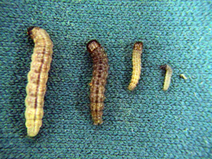 Figure 5. Larval stages of the European corn borer.