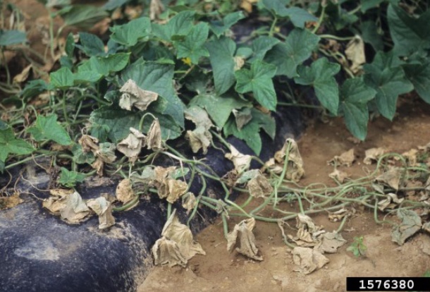 Figure 2. Vine collapse from bacterial wilt. Gerald Holmes, California Polytechnic State University at San Luis Obispo, Bugwood.org.