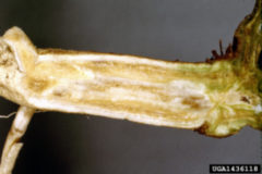 Figure 1. Vascular discoloration symptoms of Fusarium Wilt. Clemson University – USDA Cooperative Extension Slide Series, Bugwood.org