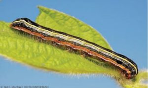 Figure 3. A yellowstriped armyworm larva