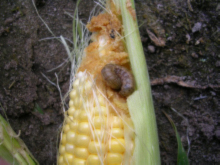 Figure 2. Fall Armyworm on sweet corn ear. Photograph by Roberto Cordero, Monsanto Company.